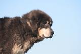 DOGUE DU TIBET 418